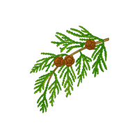 Cedar | Climbing Plants Names