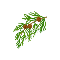 Cedar | Climbing Plants Names