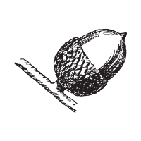 Chinquapin