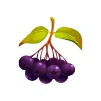 Chokeberry