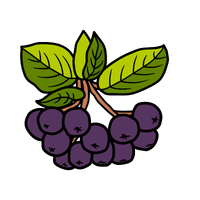 Chokeberry