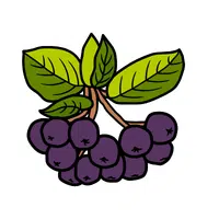 Chokeberry