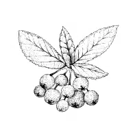 Chokeberry