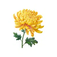 Chrysanthemum