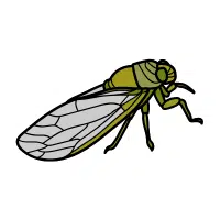Cicada