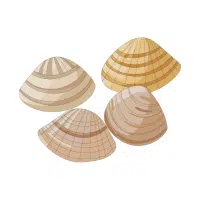 Clam