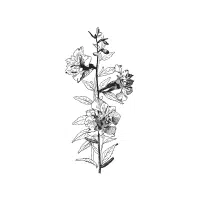 Clarkia