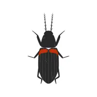 Click Beetle
