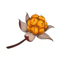 Cloudberry