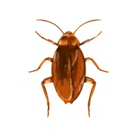 Cockroach