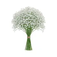 Cockscomb