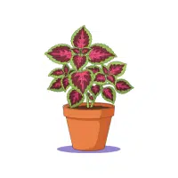 Coleus
