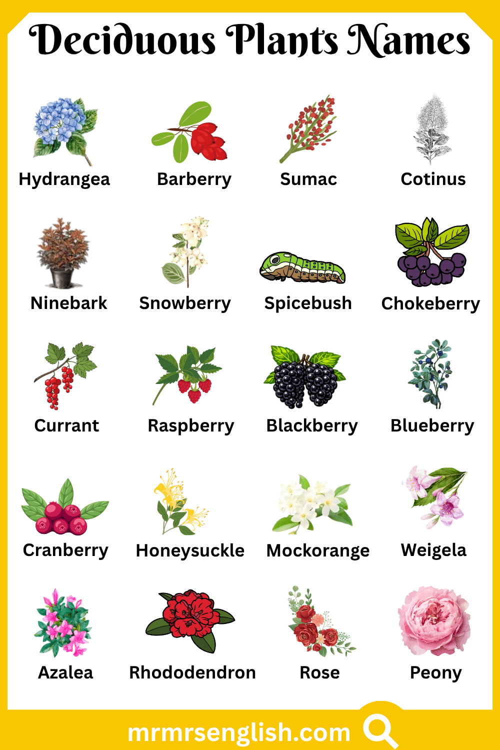 Common Deciduous Plants Names with Pictures