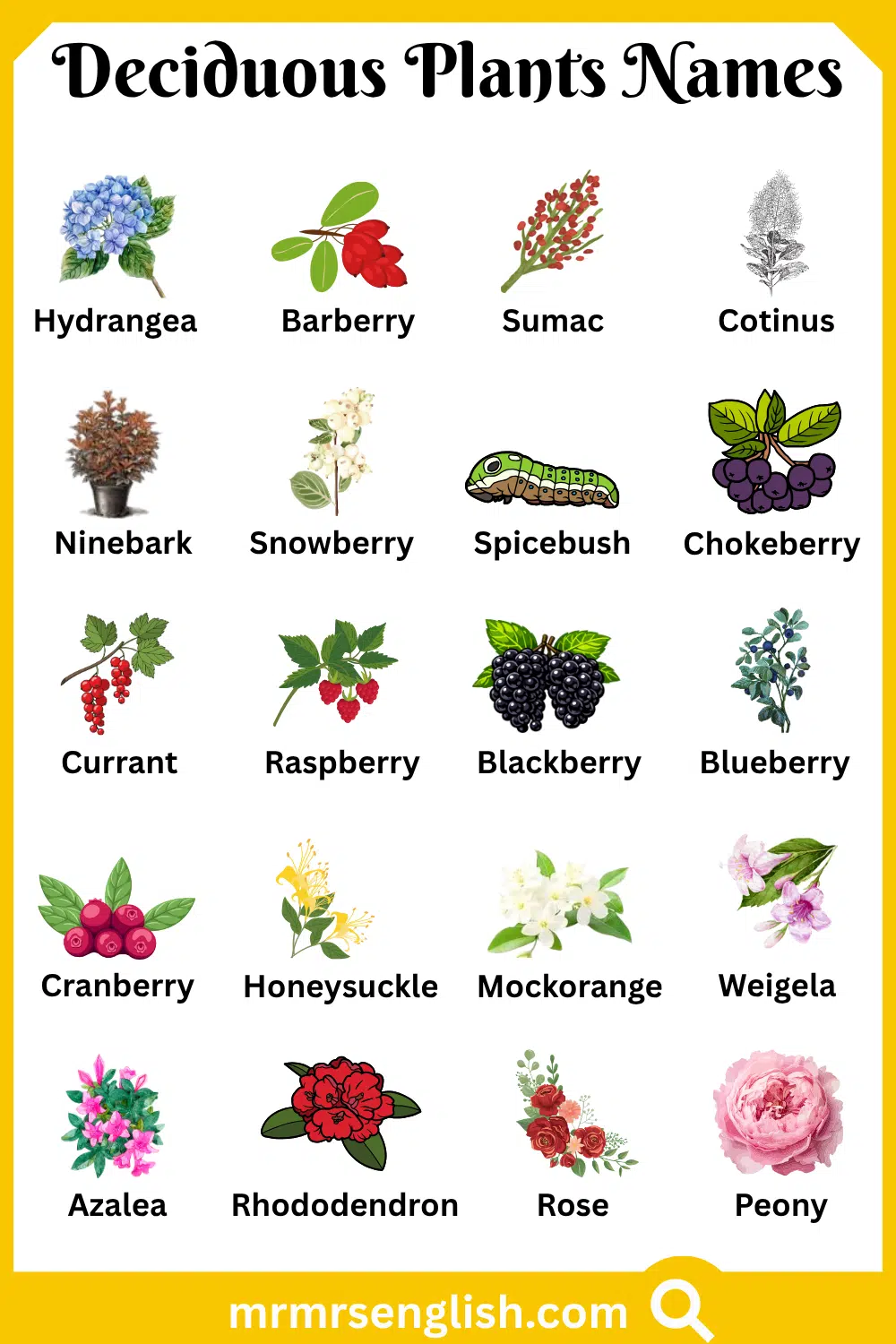 Common Deciduous Plants Names with Pictures