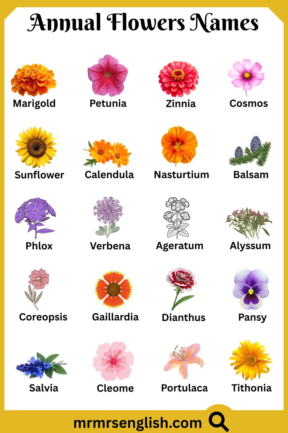 Common Names of Annual Flowers in English with Pictures
