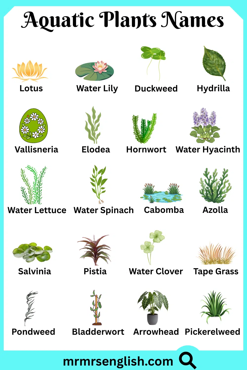 Common Names of Aquatic Plants in English with Pictures