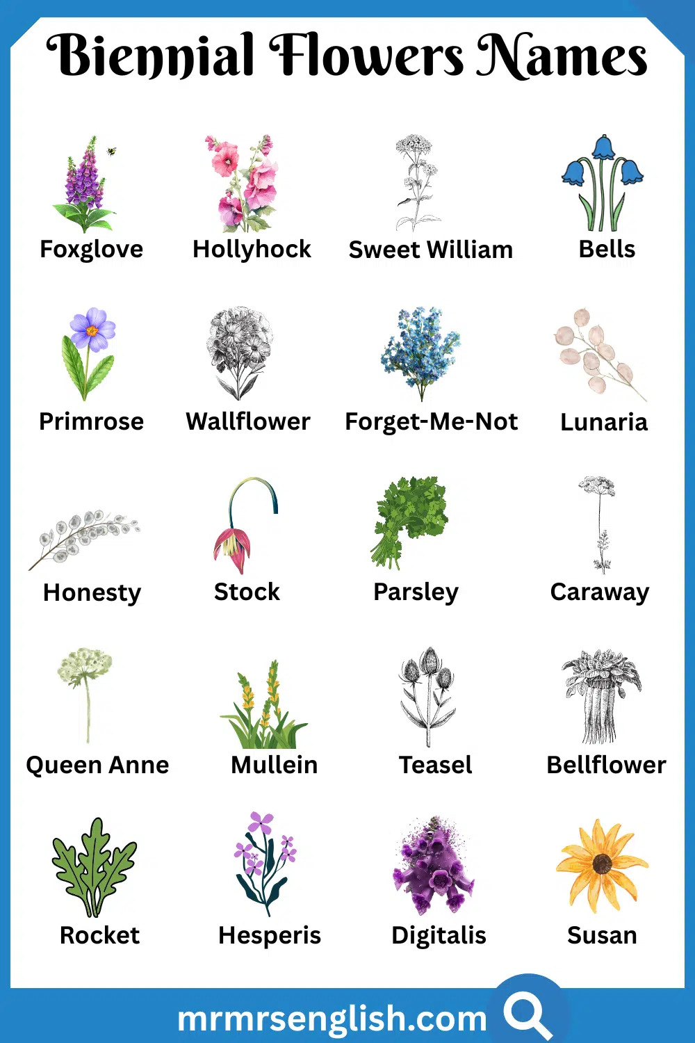 Common Names of Biennial Flowers in English with Pictures