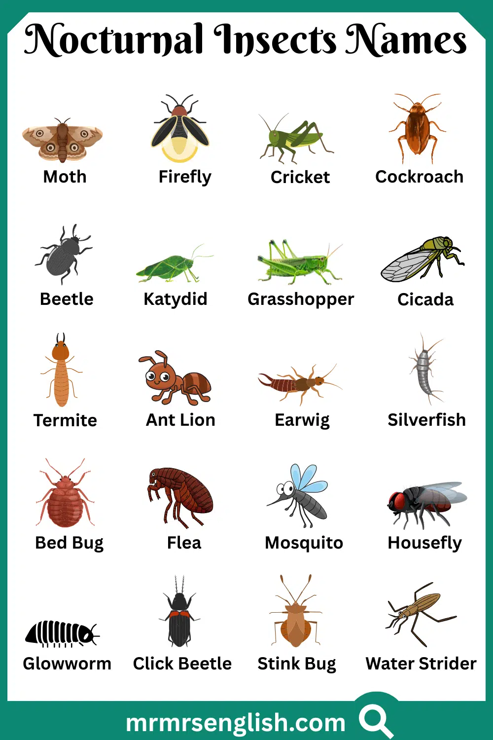 Common Names of Nocturnal Insects in English with Pictures