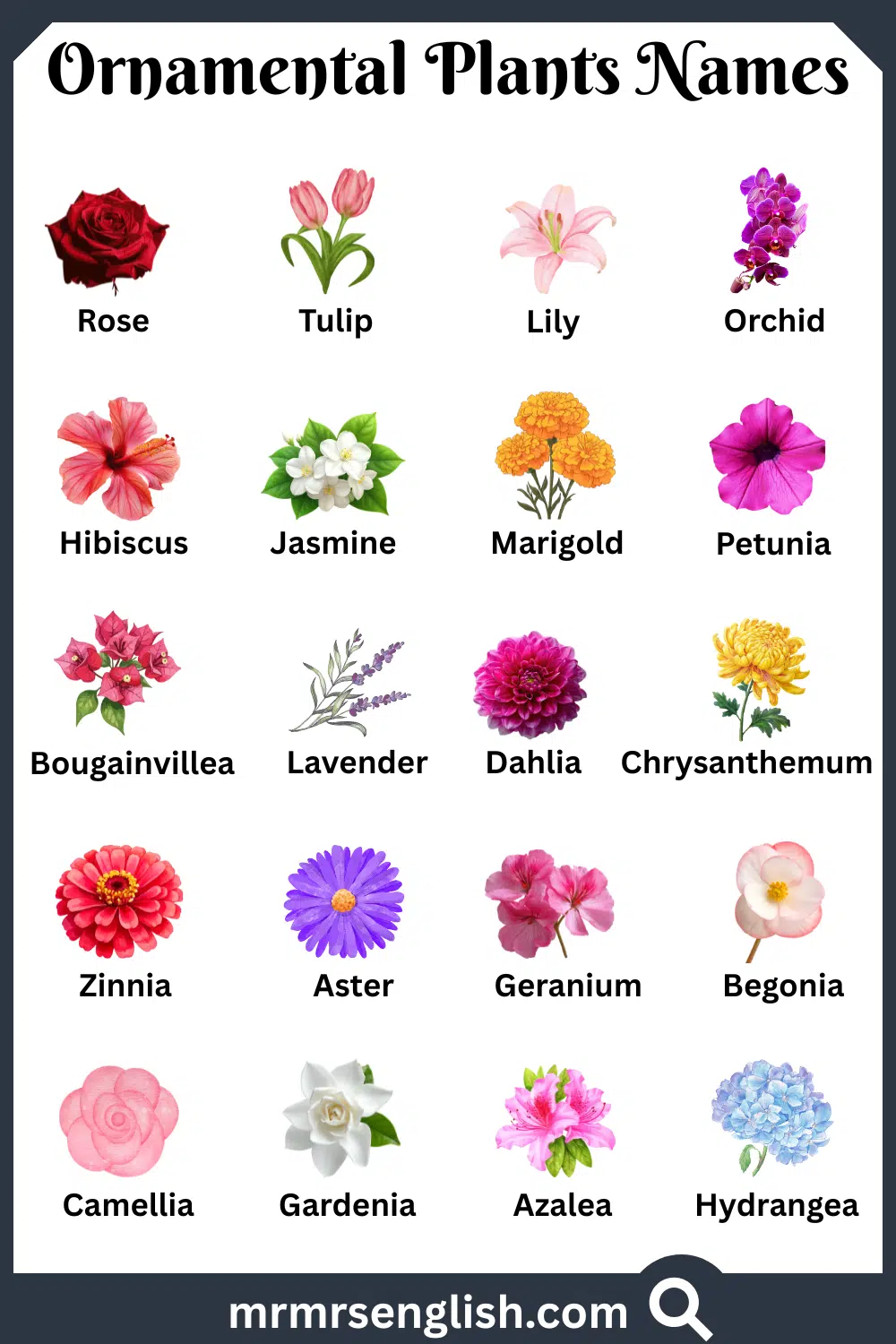 Common Names of Ornamental Plants in English with Pictures