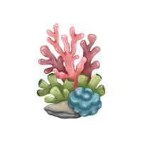 Coral | Climbing Plants Names