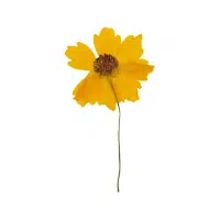 Coreopsis