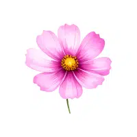 Cosmos