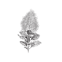 Cotinus