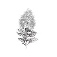 Cotinus
