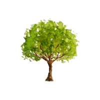 Cottonwood