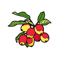 Crab Apple | Hard Fruits Names