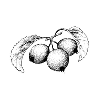 Crabapple