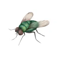 Crane Fly