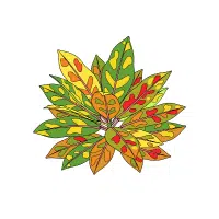 Croton