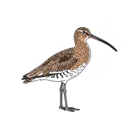 Curlew