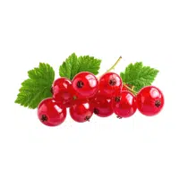 Currant