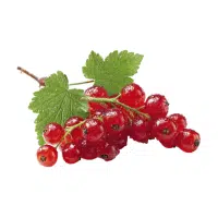 Currant
