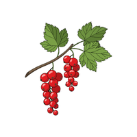 Currant
