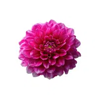Dahlia