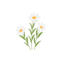 Daisy | Climbing Plants Names