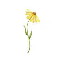 Daisy