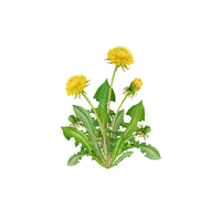 Dandelion | Climbing Plants Names