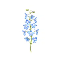 Delphinium