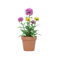 Dianthus