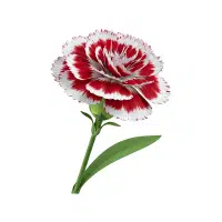 Dianthus