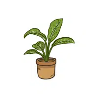 Dieffenbachia