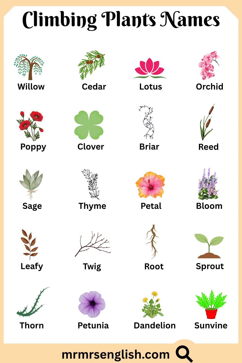 Different Names of Climbing Plants with Pictures