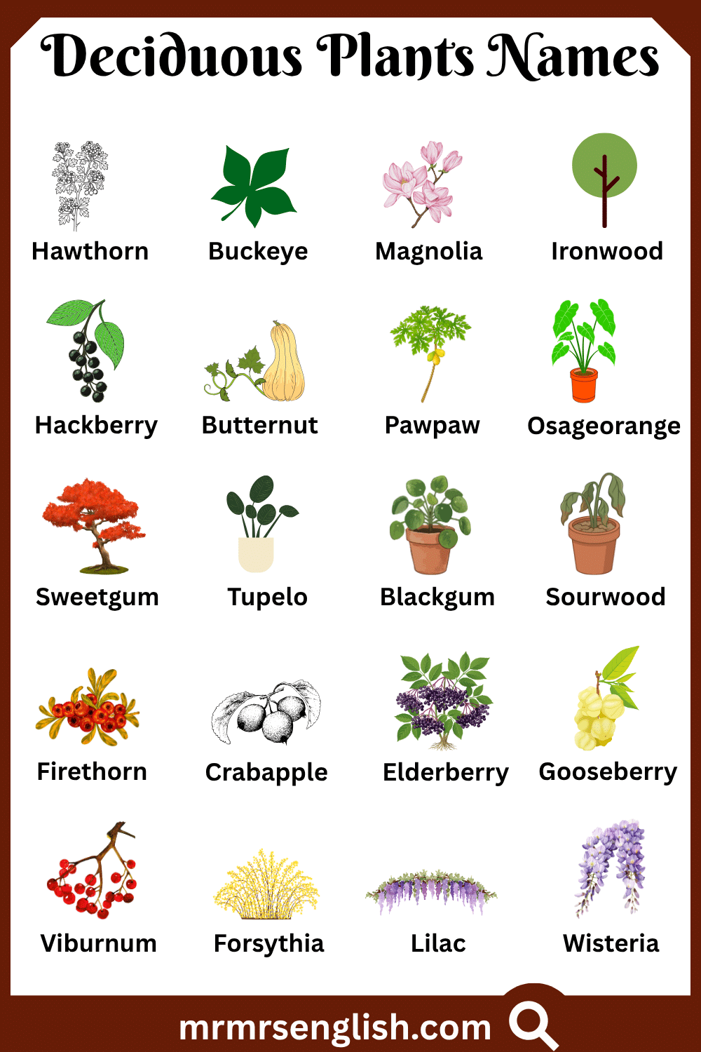 Different Names of Deciduous Plants with Pictures