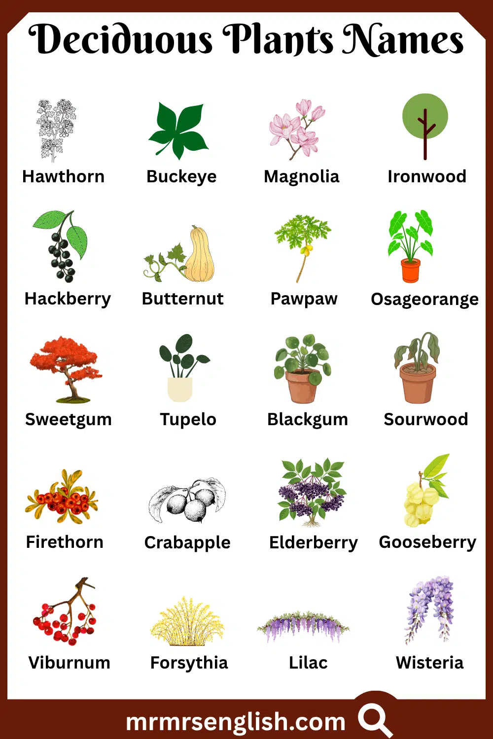 Different Names of Deciduous Plants with Pictures