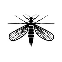 Dobsonfly
