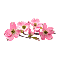 Dogwood